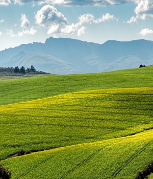 canola-fields-1911392_1920